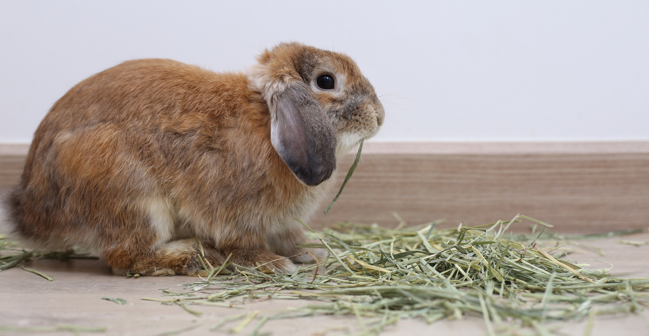 lapin qui mange du foin